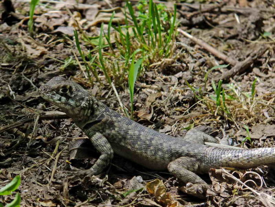 Lagarto trpador chaqueño/Etheridge's Lava Lizard