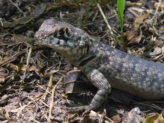 Lagarto trpador chaqueño/Etheridge's Lava Lizard