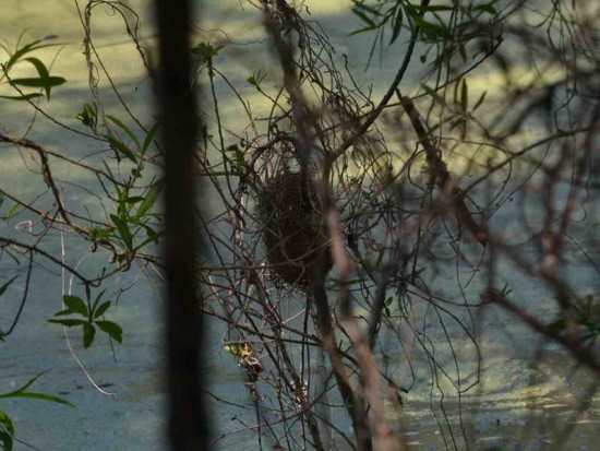 Viudita blanca/Black-backed Water-Tyrant