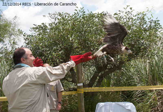 Carancho-Simon BGR 12 14