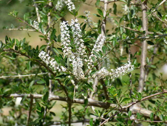 Cedrón del monte/White brush