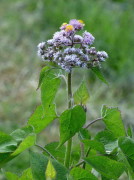 Falsa chilca/Eupatorium hecatanthum