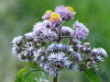 Falsa chilca/Eupatorium hecatanthum