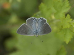 Frotadora común/Eurytulus Scrub-Hairstreak