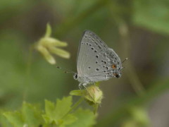 Frotadora común/Eurytulus Scrub-Hairstreak