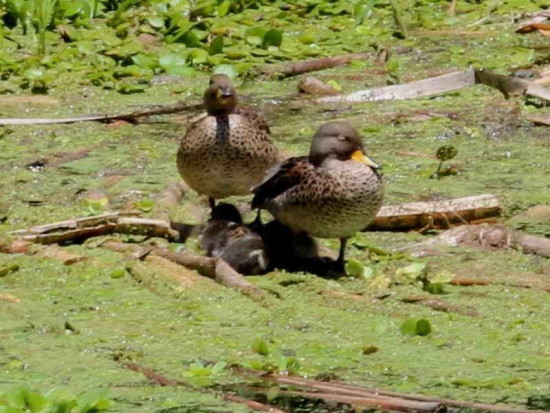 Pato barcino/Yellow-billed Teal