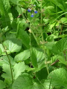 Salvia de sombra/Salvia procurrens