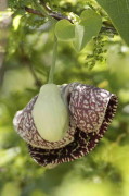 Aristoloquia/Calico flower