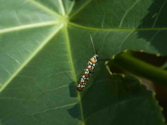 Atteva pustulella