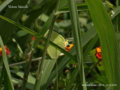 Azufrada común/Cloudless Sulphur