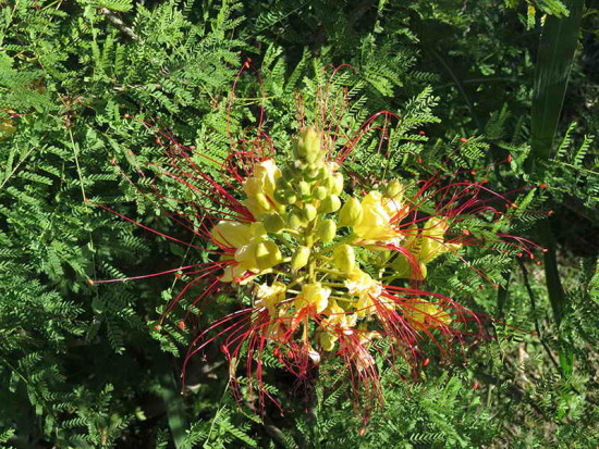 Barba de chivo/Yellow bird of paradise