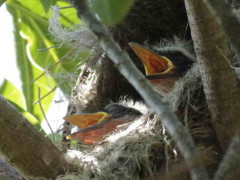 Benteveo común/Great Kiskadee