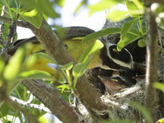 Benteveo común/Great Kiskadee