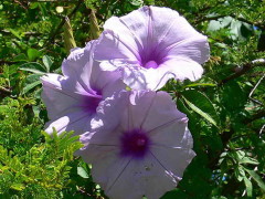 Campanilla lila/Morning glory