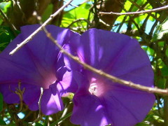Campanilla violeta/Ocean blue morning glory