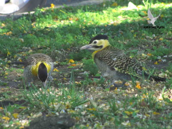 Carpintero campestre/Campo Flicker