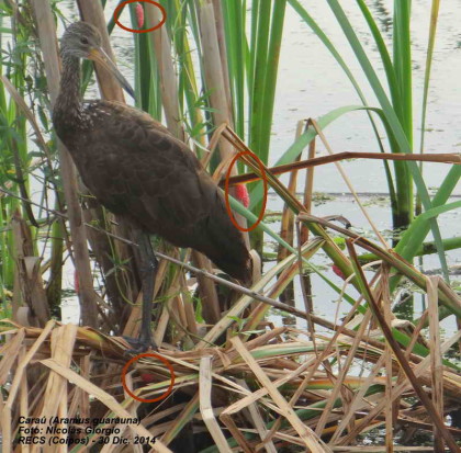 Caraú/Limpkin