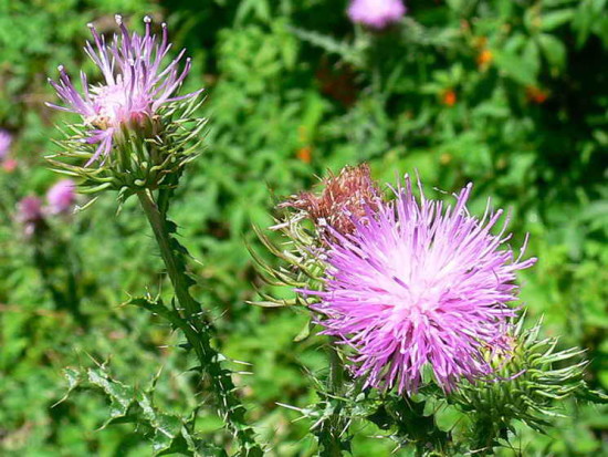 Cardo común/Plumeless thistle