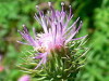 Cardo común/Plumeless thistle