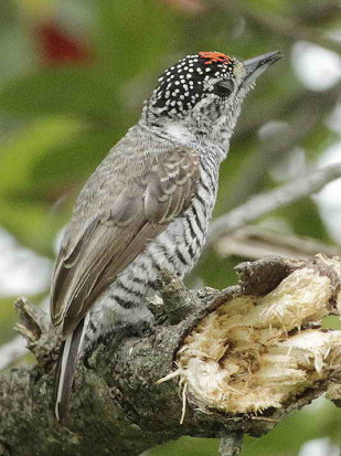 Carpinterito común M/Wite-barred Piculet M