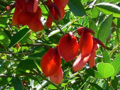 Ceibo/Cock spur tree