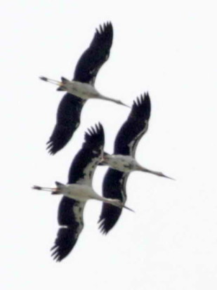 Cigüeña/Maguari Stork