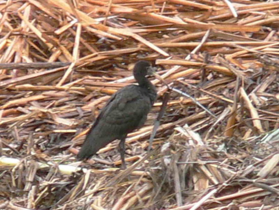 Cuervillo cara pelada/Bare-faced Ibis