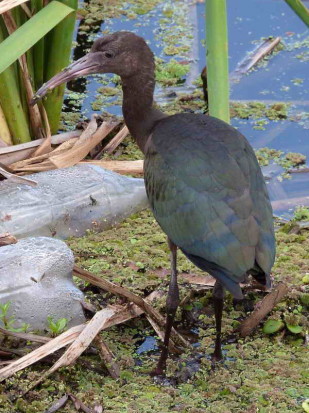 Cuervillo de cañada/White-faced Ibis