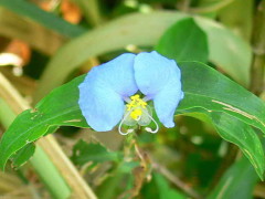 Flor de Santa Lucía/Whitemouth dayflower