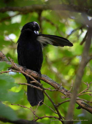 Frutero negro M/White-lined Tanager M