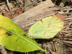 Limoncito común/Common Yellow