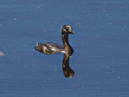 Macá pico grueso/Pied-billed Grebe