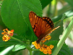 Moneta/Mexican Silverspot