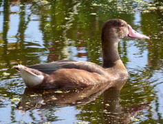 Pato picazo MJ/Rosy-billed Pochard MJ