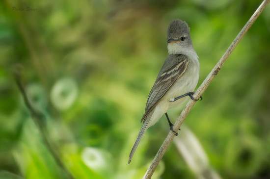 Piojito silbón/Southern Beardless Tyrannulet