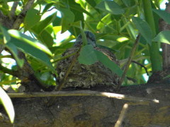 Tacuarita azul/Masked Gnatcatcher