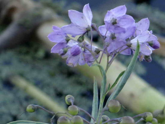 Varilla/Little-peach nightshade