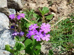 Verbena morada/South American mock vervain