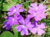 Verbena morada/South American mock vervain