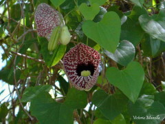 Aristoloquia/Calico flower