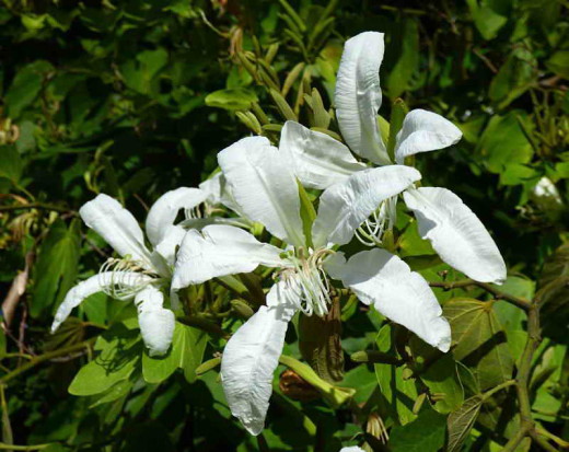 Pata de vaca/Cow's foot