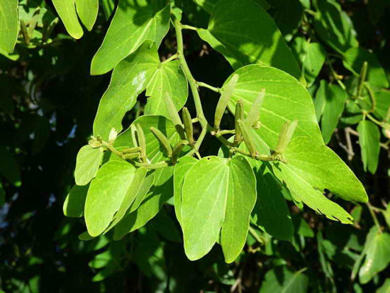 Pata de vaca/Cow's foot