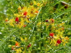 Cina cina/Jerusalem thorn