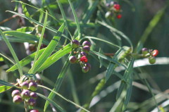 Curupí/Sapium haematospermum