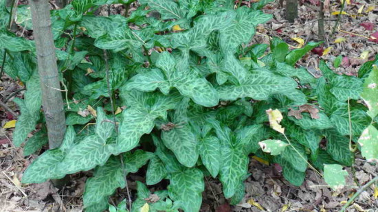 Arum/Italian arum