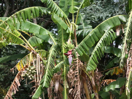 Banano/Banana plant