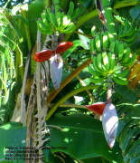 Banano/Banana plant