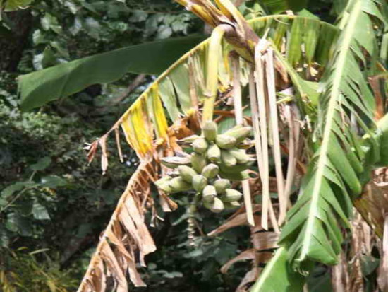 Banano/Banana plant