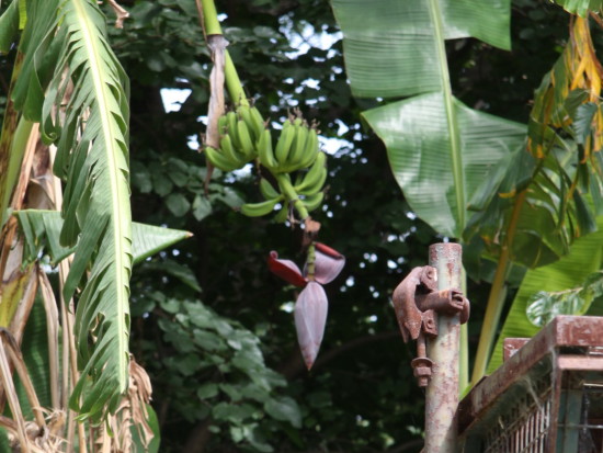 Banano/Banana plant