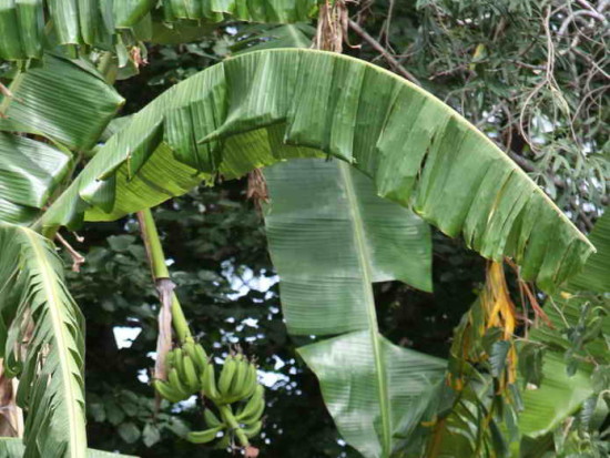 Banano/Banana plant